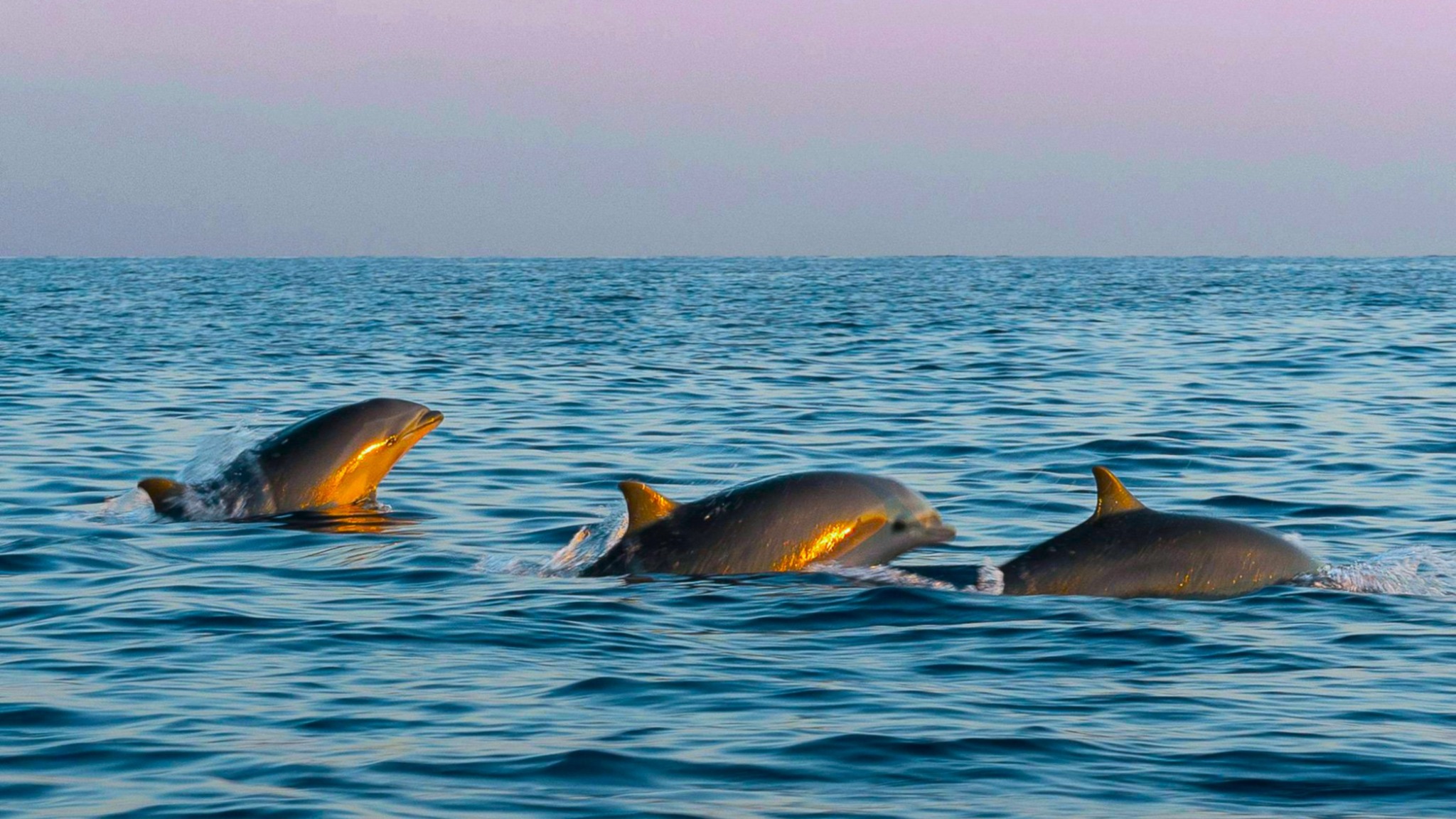 Lovina Dolphin Sunrise & Bedugul Private Tour